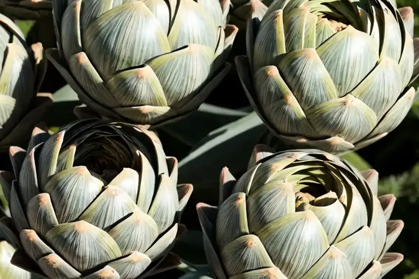 Globe artichoke (cynara scolymus) — photo 2