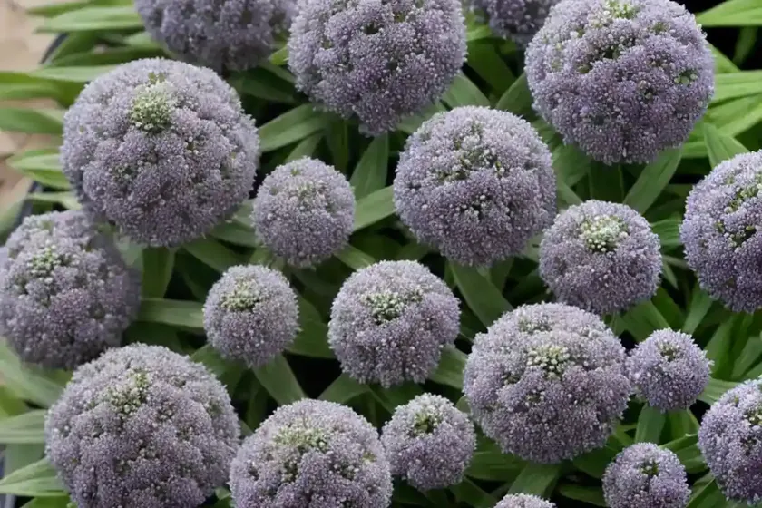Globularia (globularia bisnagarica) — photo 2