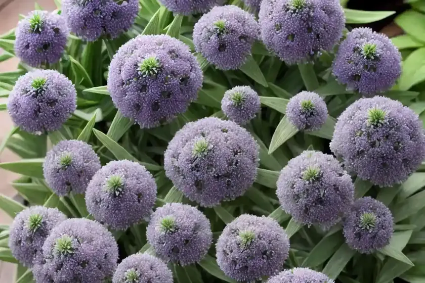 Globularia (globularia bisnagarica) — photo 3