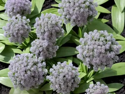 Globularia (Globularia Bisnagarica)