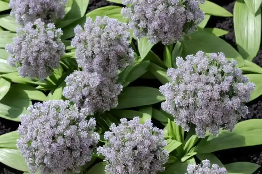 Globularia (globularia bisnagarica)