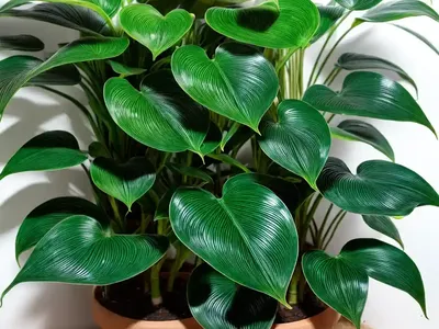 Gloriosum Philodendron (Philodendron ‘gloriosum’)