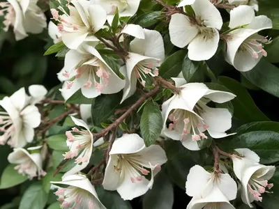 Glossy Abelia (Abelia Grandiflora)