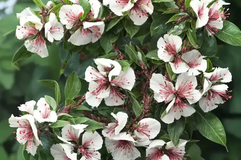 Glossy abelia (abelia x grandiflora) — photo 3