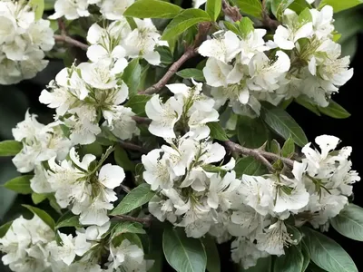 Glossy Abelia (Abelia X Grandiflora)