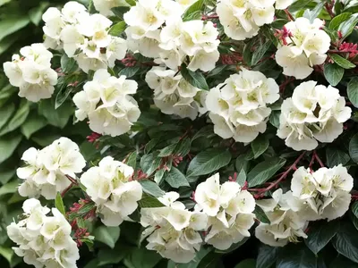 Glossy Abelia (Abelia X Grandiflora ‘MINDUO1’ SUNNY ANNIVERSARY)