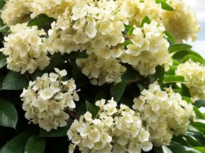 Glossy Abelia (Abelia X Grandiflora ‘Minipan’ GOLDEN ANNIVERSARY)