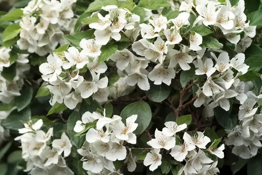 Glossy abelia (abelia x grandiflora ‘sherwoodii’) — photo 2