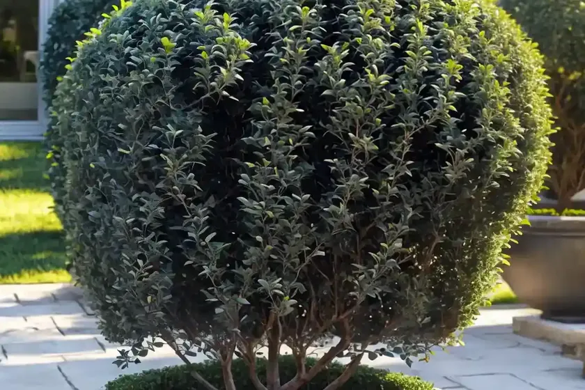 Glossy privet (ligustrum lucidum) — photo 2