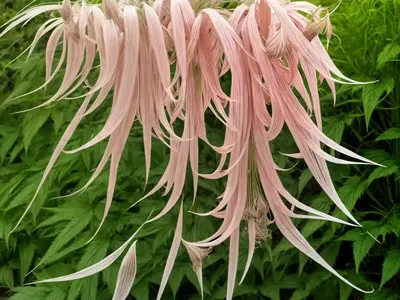 Goat’s Beard (Aruncus Aethusifolius)