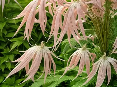 Goat’s Beard (Aruncus Dioicus)