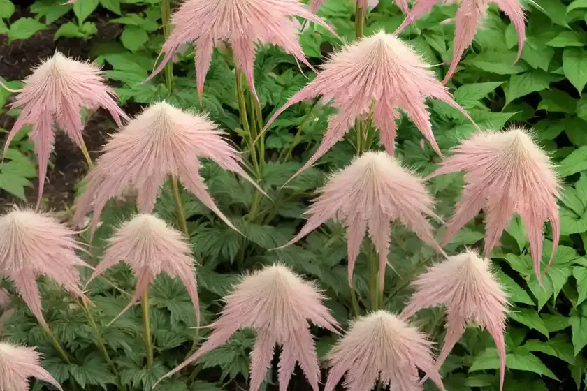 Goatsbeard (aruncus dioicus ‘kneiffii’) — photo 2