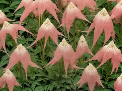 Goatsbeard (Aruncus Dioicus ‘Kneiffii’)