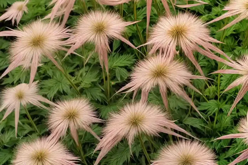 Goatsbeard (aruncus dioicus ‘zweiweltenkind’) — photo 3