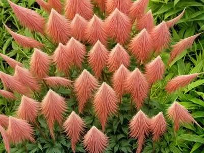 Goatsbeard (Aruncus Dioicus ‘Zweiweltenkind’)