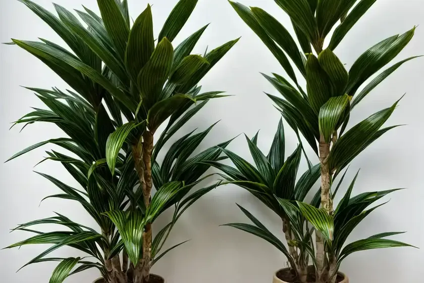 Gold dust dracaena (pleomele surculosa) — photo 2