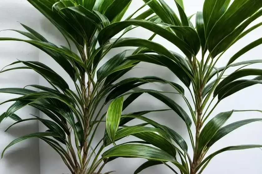 Gold dust dracaena (pleomele surculosa) — photo 3