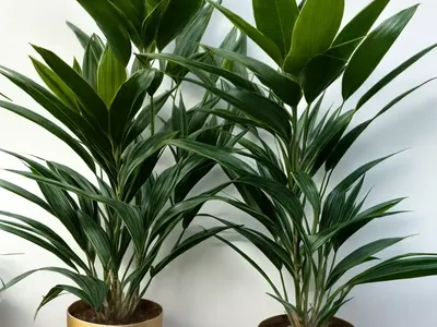 Gold Dust Dracaena (Pleomele Surculosa)