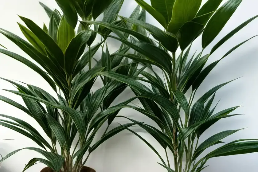 Gold dust dracaena (pleomele surculosa)