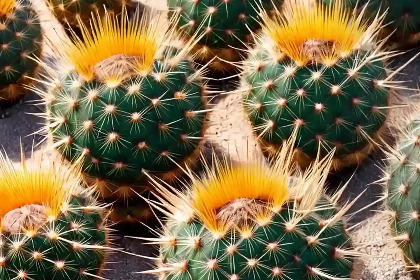 Golden barrel cactus (echinocactus grusonii) — photo 3