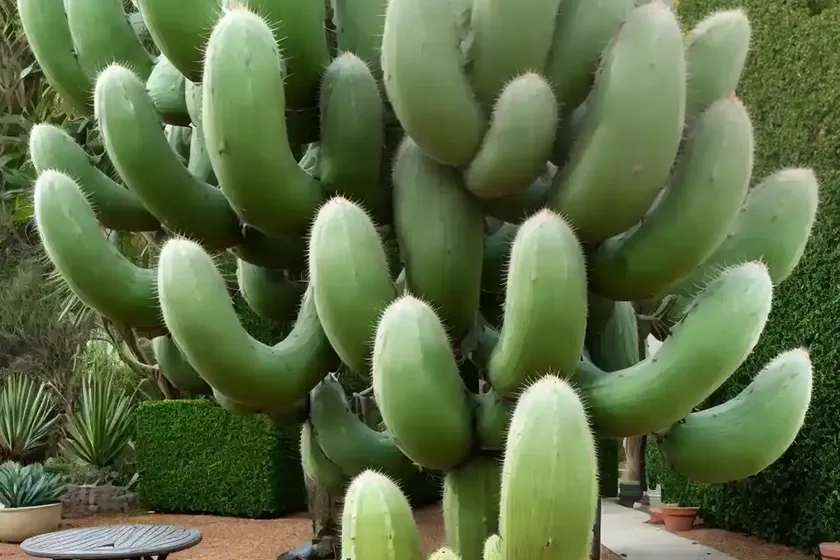 Golden cereus (bergerocactus emoryi) — photo 2