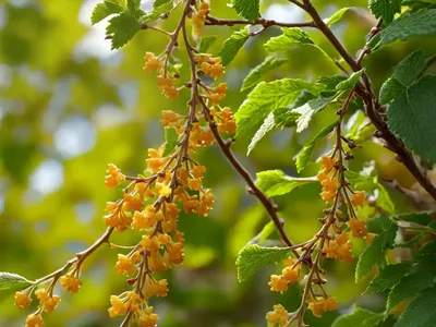 Golden Currant (Ribes Aureum)