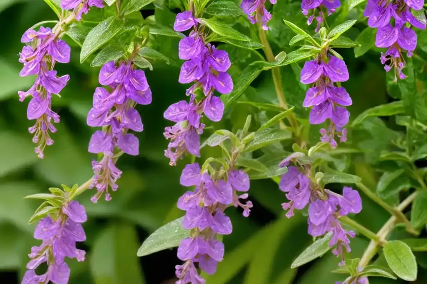 Golden dewdrops (duranta erecta) — photo 3