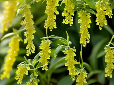 Golden Dewdrops (Duranta Erecta)