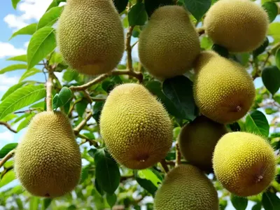 Golden Kiwifruit (Actinidia Chinensis)