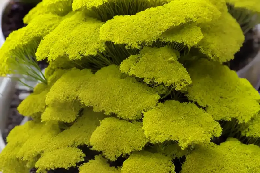 Golden moss (selaginella kraussiana ‘aurea’) — photo 2