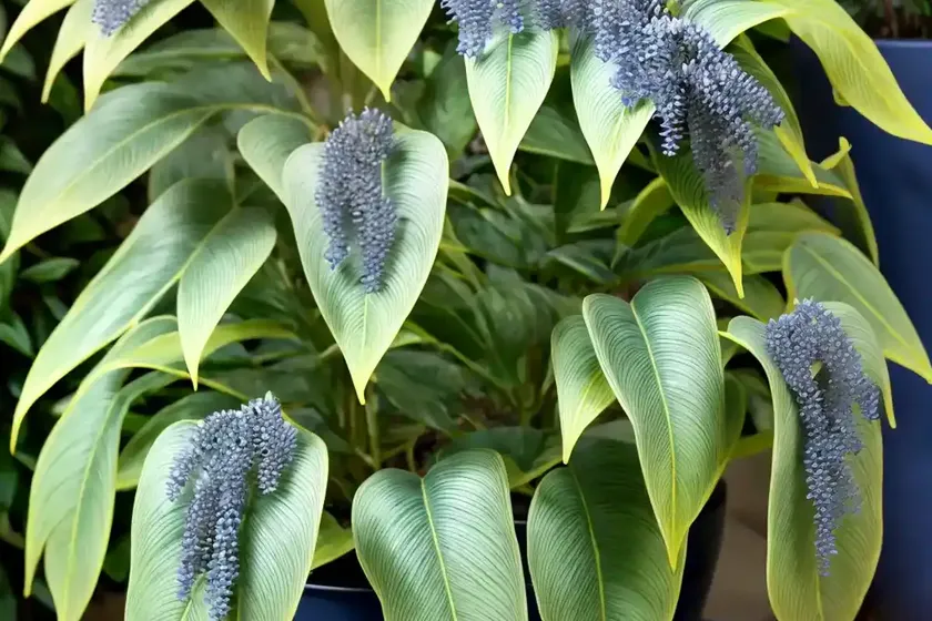 Golden polypody (phlebodium aureum ‘blue star’) — photo 2