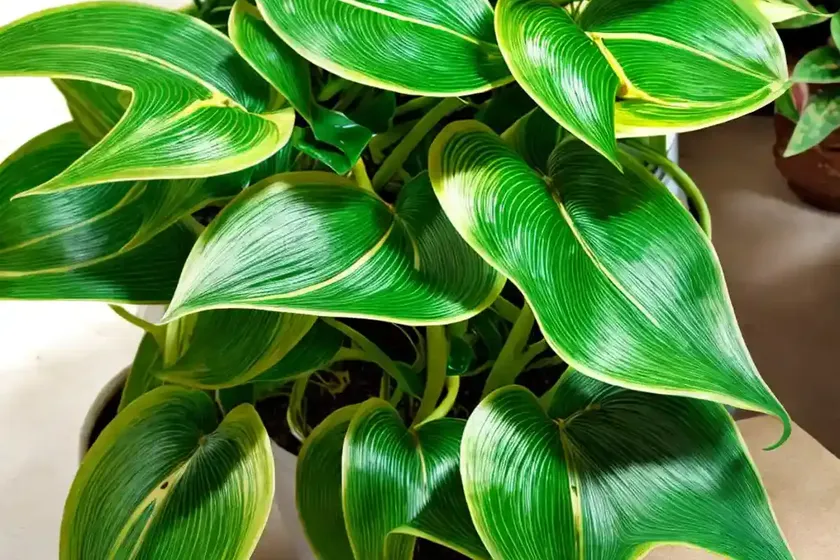 Golden pothos (epipremnum aureum) — photo 2