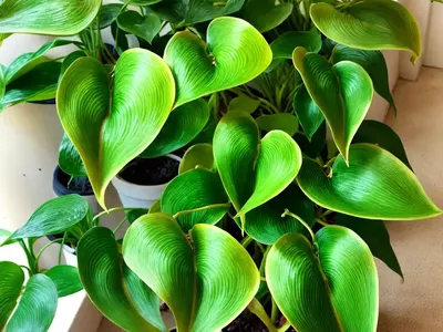 Golden Pothos (Epipremnum Aureum)