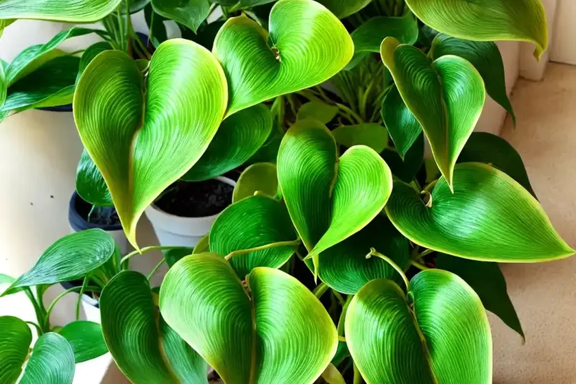 Golden pothos (epipremnum aureum)