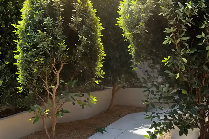 Golden privet (ligustrum ‘nclx1’ golden ticket) — photo 2