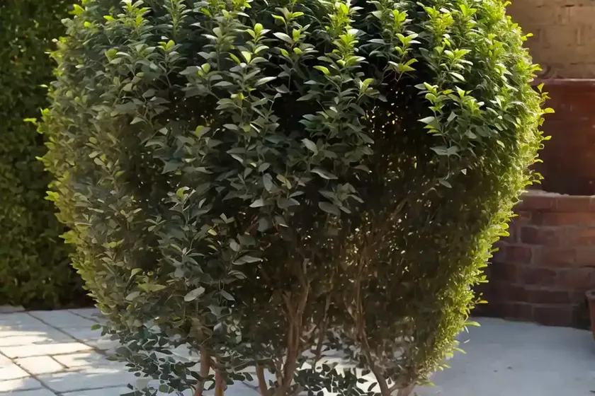 Golden privet (ligustrum ‘nclx1’ golden ticket) — photo 3