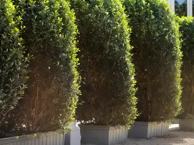 Golden Privet (Ligustrum ‘NCLX1’ GOLDEN TICKET)
