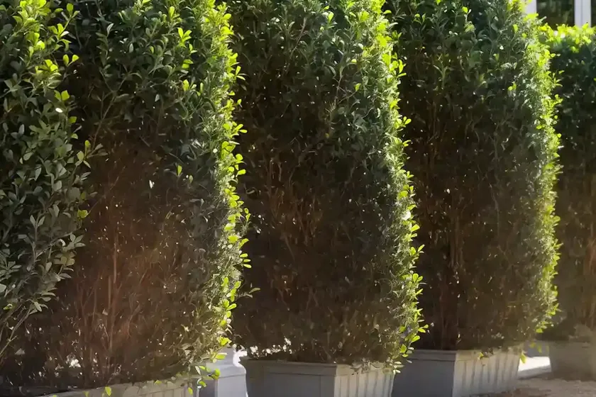 Golden privet (ligustrum ‘nclx1’ golden ticket)