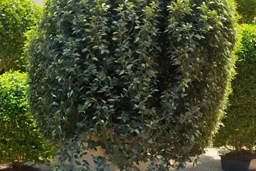 Golden privet (ligustrum ovalifolium ‘aureum’) — photo 2