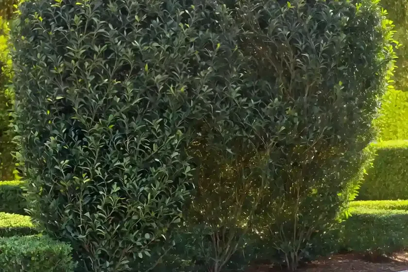 Golden privet (ligustrum ovalifolium ‘aureum’) — photo 3