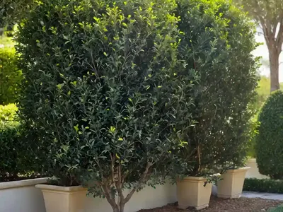 Golden Privet (Ligustrum Ovalifolium ‘aureum’)