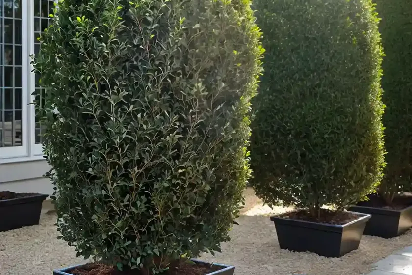 Golden privet (ligustrum ‘vicaryi’) — photo 2