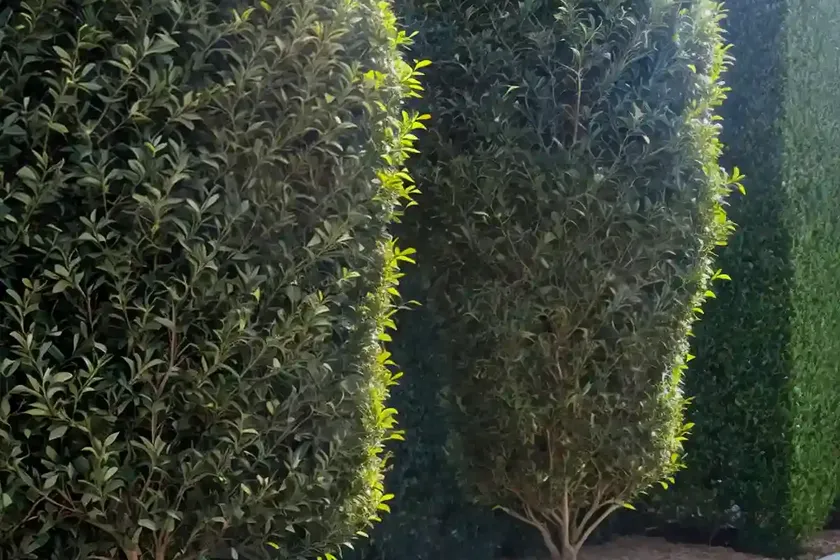 Golden privet (ligustrum ‘vicaryi’) — photo 3