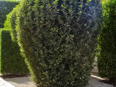 Golden Privet (Ligustrum ‘Vicaryi’)