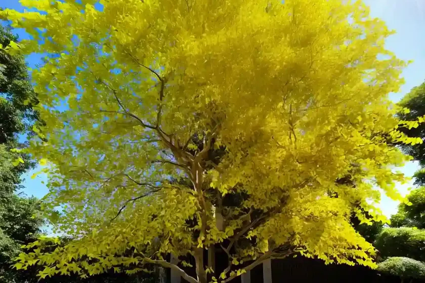 Golden Rain Tree (Koelreuteria Paniculata) — photo 2
