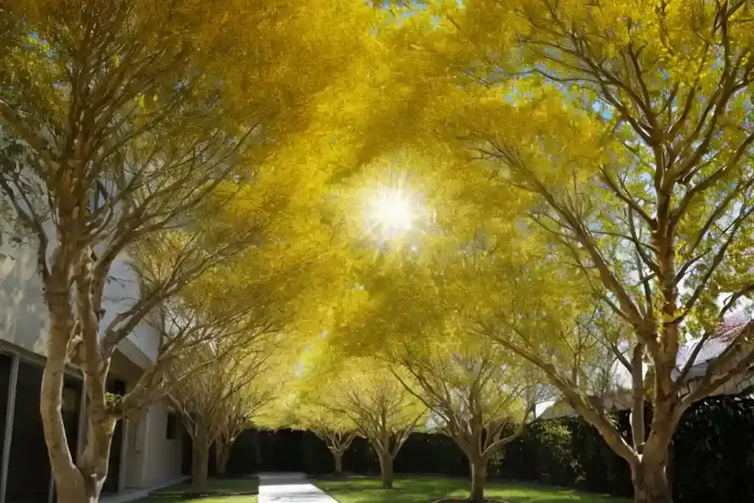 Golden Rain Tree (Koelreuteria Paniculata) — photo 3