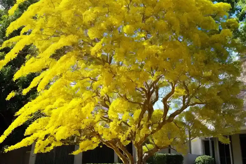 Golden rain tree (koelreuteria paniculata) — photo 2