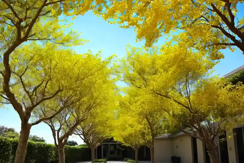 Golden rain tree (koelreuteria paniculata) — photo 3