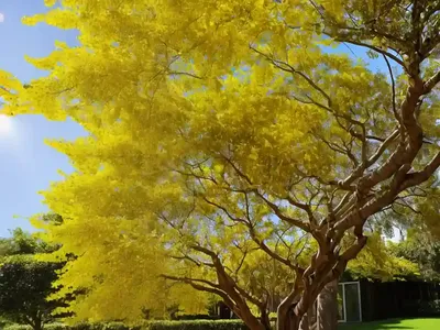 Golden Rain Tree (Koelreuteria Paniculata)
