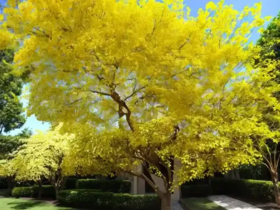 Golden Rain Tree (Koelreuteria Paniculata)